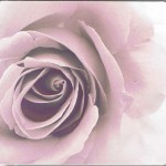 Grusskarte Rose mit Sepia-Effekt