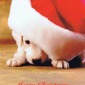 Postkarte Weihnachtswelpe